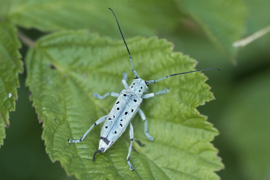 Saperda punctata