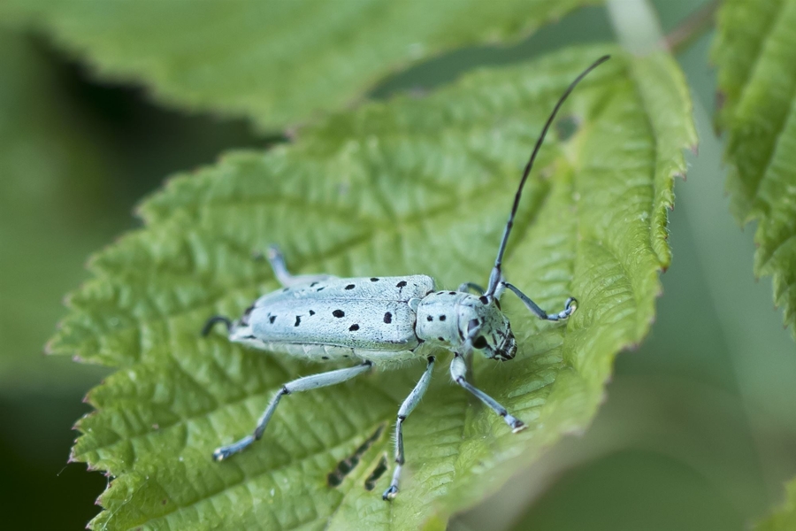 Saperda punctata