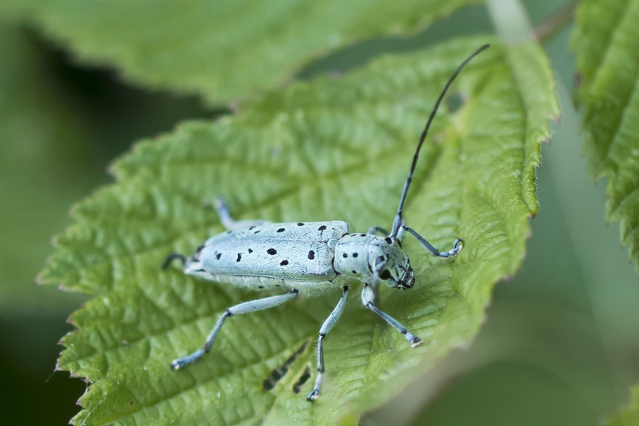 Saperda punctata