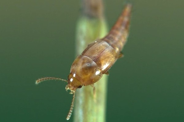 Sepedophilus testaceus