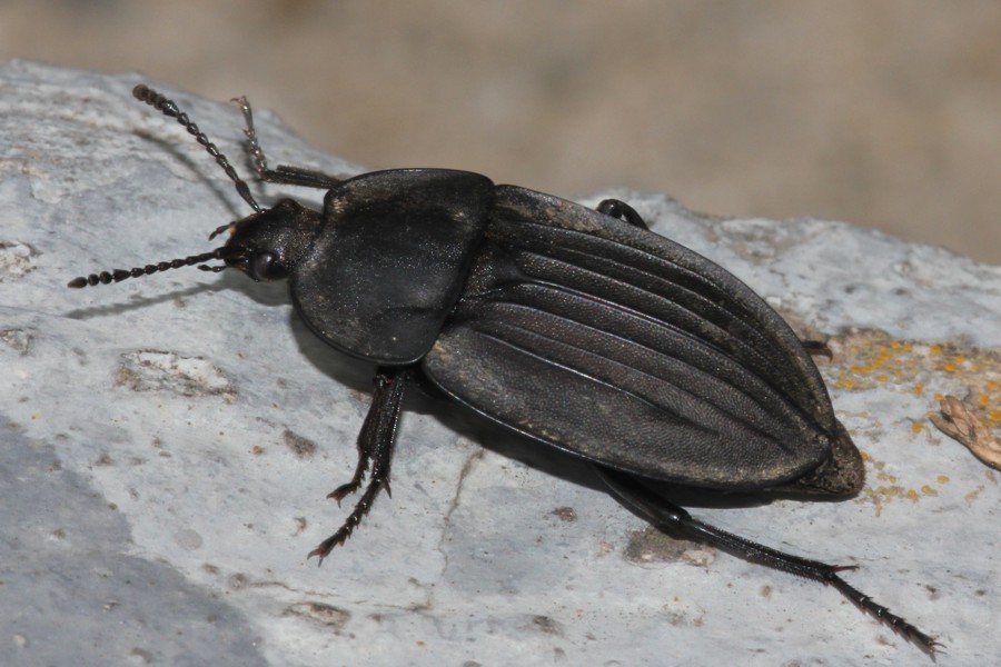 Silpha carinata