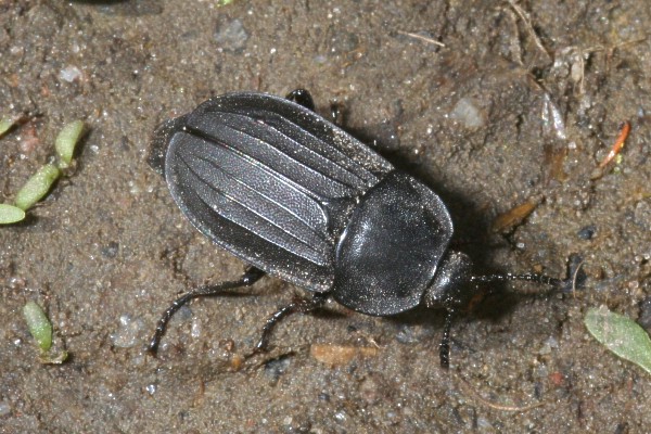 Silpha tristis