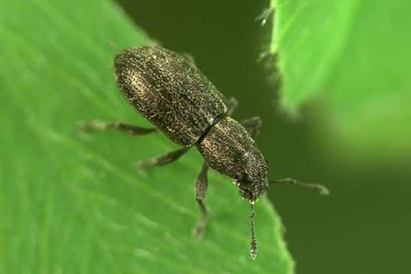 Sitona sulcifrons