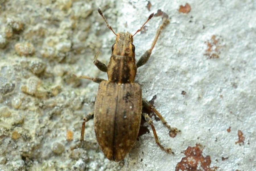 Sitona lepidus