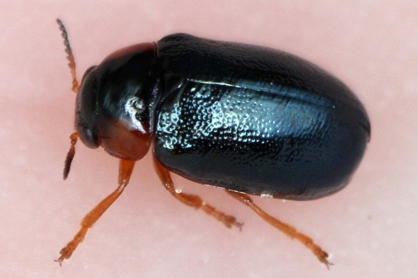 Smaragdina affinis