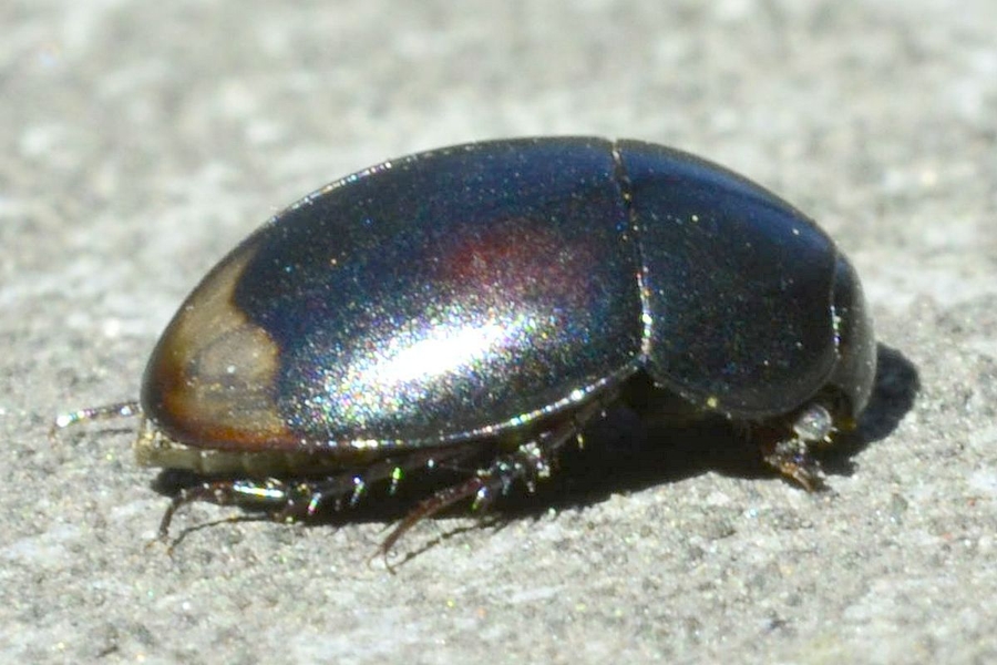 Sphaeridium lunatum