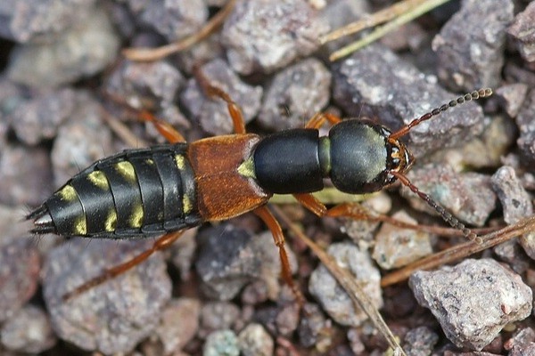 Staphylinus erythropterus