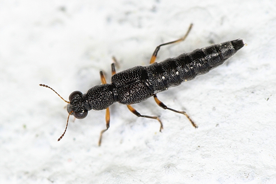 Stenus cicindeloides