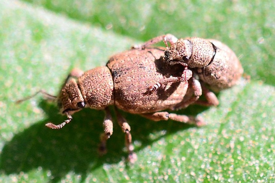 Strophosoma capitata