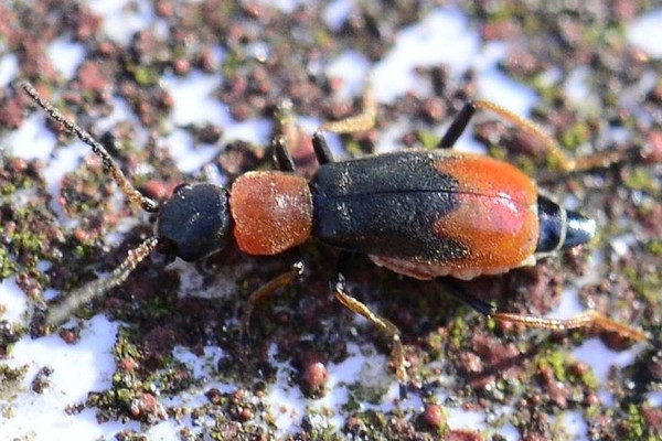 Sumpfschwertlilien-Warzenkäfer