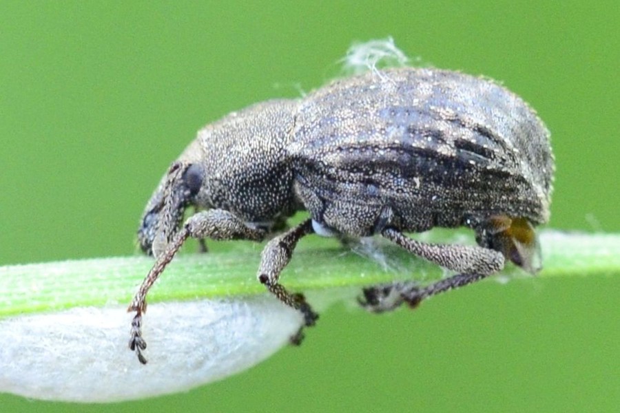 Tropiphorus elevatus