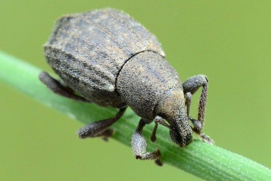 Tropiphorus elevatus