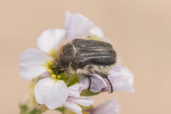 Tropinota squalida