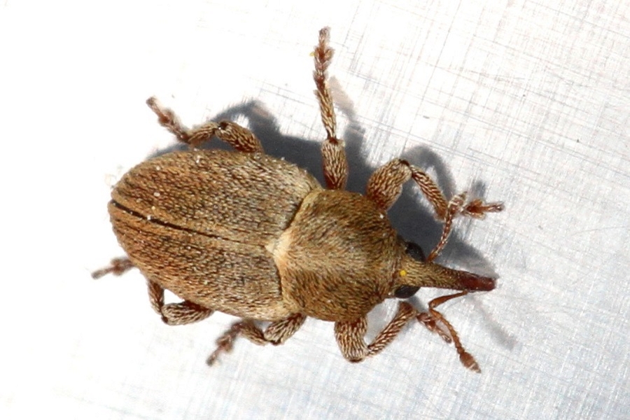 Tychius junceus