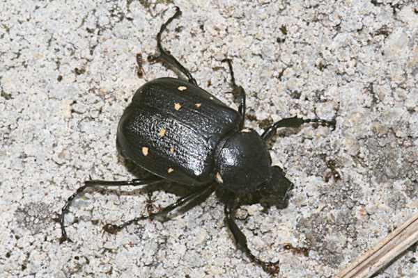 Veränderlicher Edelscharrkäfer