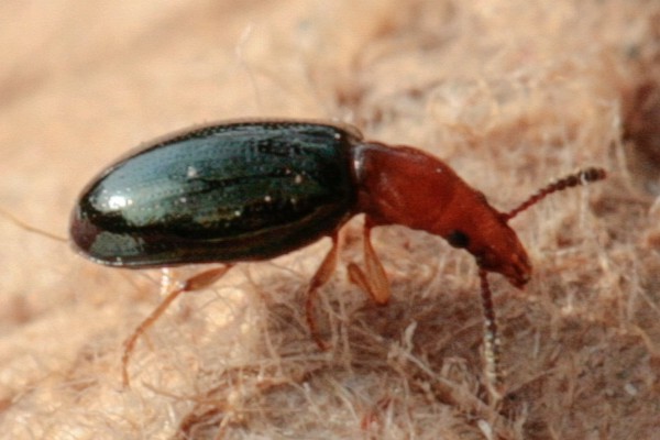 Vincenzellus ruficollis