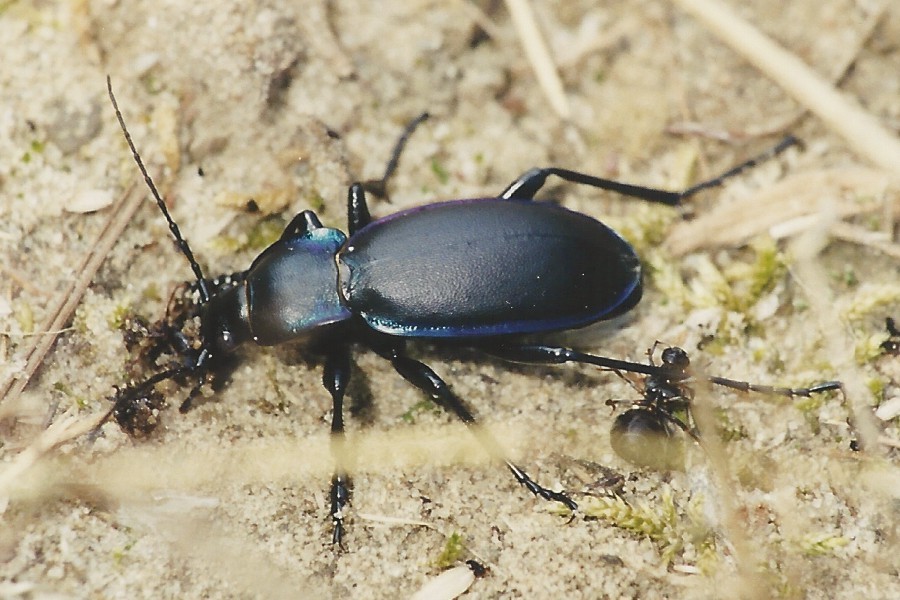 Violetter Laufkäfer