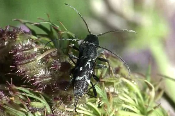 Weißbindiger Widderbock