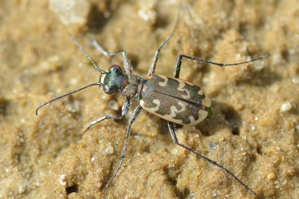 Wiener Sandlaufkäfer