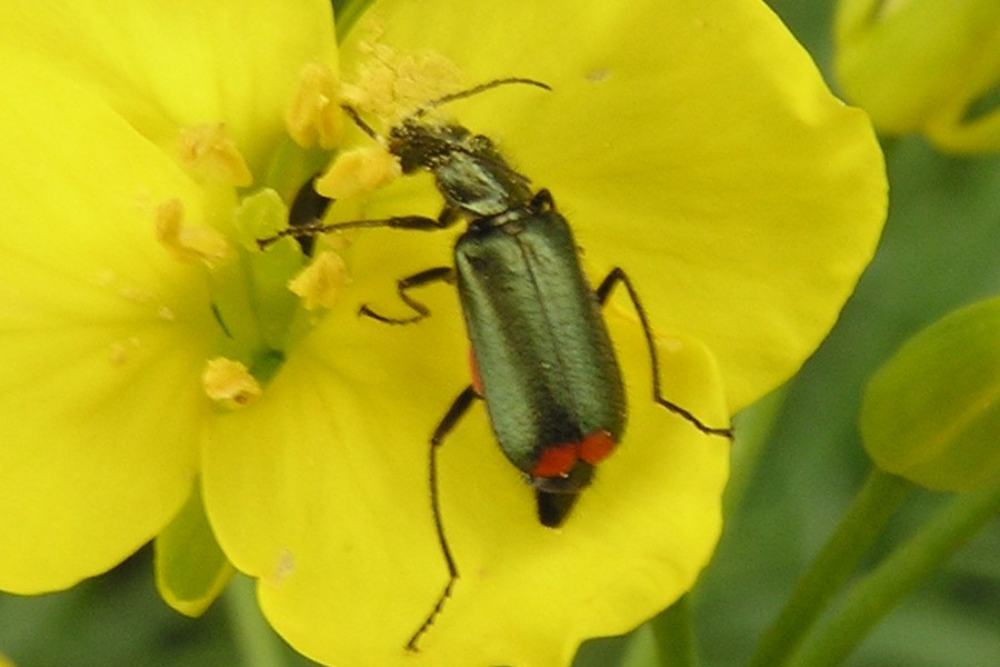 Zweifleckiger Zipfelkäfer