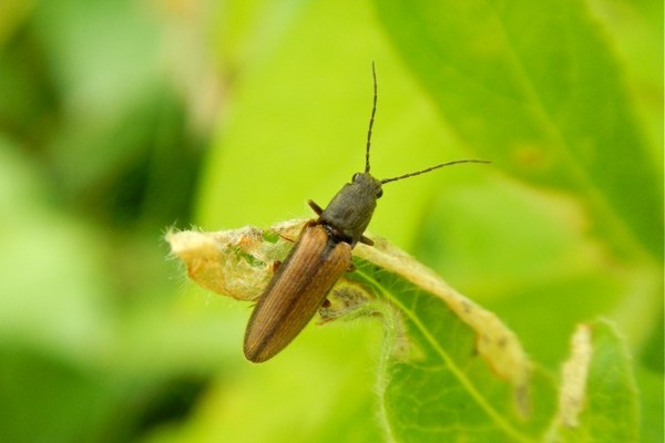 Zweifarbiger Laubschnellkäfer