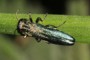 Agrilus laticornis