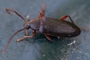 Allecula morio
