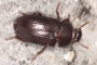 Alphitobius diaperinus