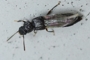 Anotylus rugosus