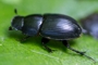 Aphodius depressus