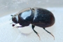 Aphodius haemorrhoidalis