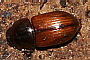 Aphodius rufus