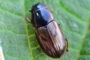 Aphodius sticticus