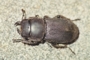 Dorcus parallelipipedus