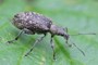 Polydrusus pilosus