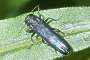 Agrilus sulcicollis