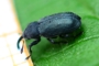 Magdalis frontalis