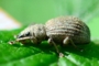 Sciaphilus asperatus