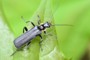 Cantharis paradoxa