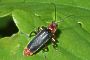 Cantharis rustica