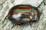 Chrysolina cerealis