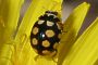 Coccinula quatuordecimpustulata