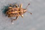 Coryssomerus capucinus