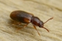 Cryptophilus obliteratus