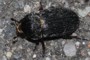 Dermestes murinus