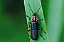 Cantharis obscura