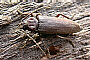 Arhopalus rusticus