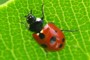 Coccinella undecimpunctata