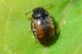 Epuraea melanocephala