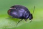 Eucinetus haemorrhoidalis